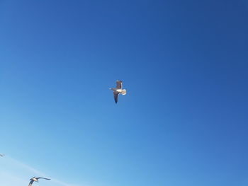 Low angle view of seagull flying in sky