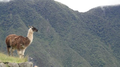 Monkey on rock