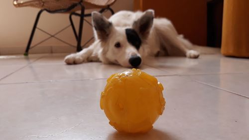 Portrait of dog with ball on floor at home