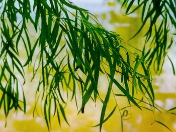 Close-up of fresh green leaves