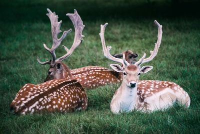 Deer in a field