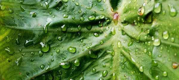 Full frame shot of raindrops on leaves