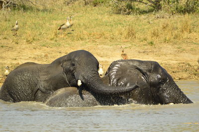 Elephant in a river