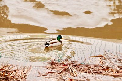 Bird perching on a lake