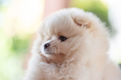 Close-up of a dog looking away