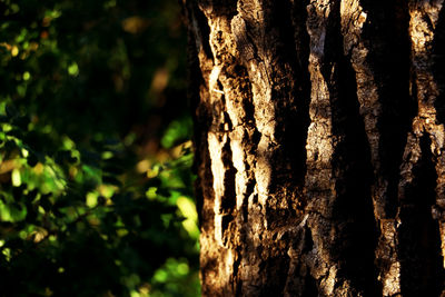 Close-up of tree trunk in forest