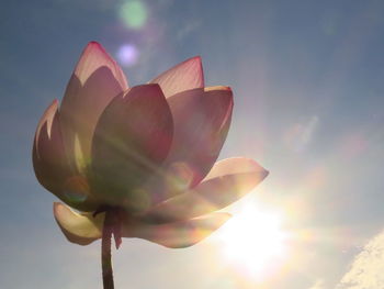 Close-up of pink tulip against sky