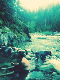 Stream flowing through forest