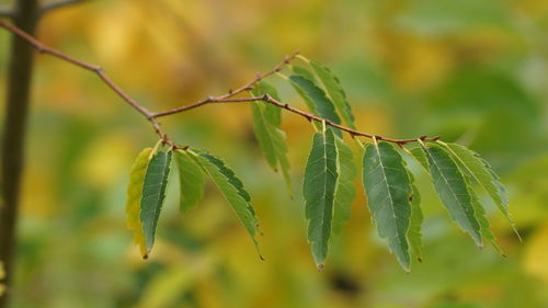 Close-up of fresh green plant