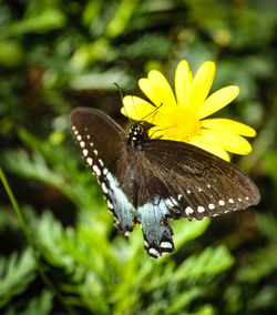 Close-up of butterfly on flower