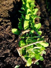 High angle view of plant on field