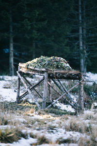 Close-up of snow on field in forest