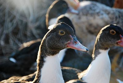 Close-up of a duck