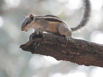 Close-up of squirrel on tree trunk