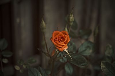 High angle view of orange color rose growing in forest