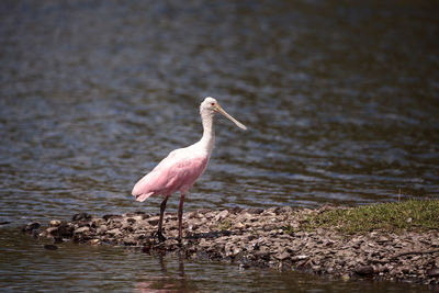 Standing pink roseate spoonbill bird platalea ajaja in a marsh for food in the myakka river 