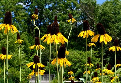 Close-up of sunflowers blooming against sky