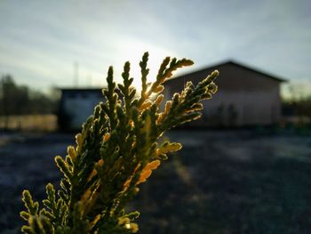 Close-up of plant against sky