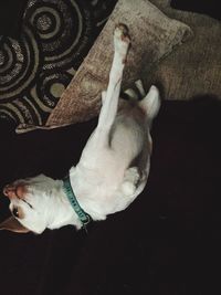 High angle view of dog relaxing on floor