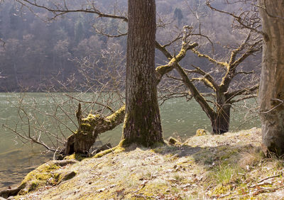 Bare tree by river in forest
