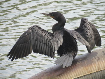 Bird perching on shore