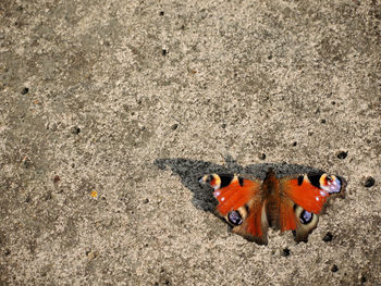 Butterfly on concrete wall