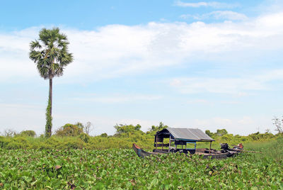 Lonely boat in a lake with many green water plants and a palm tree