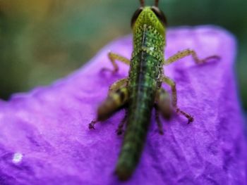 Close-up of insect on purple flower