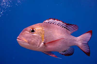 Close-up of fish swimming in sea