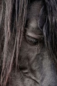 Close-up of a horse