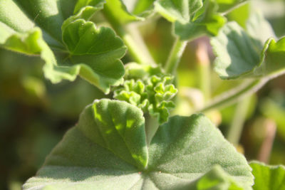 Close-up of green leaves