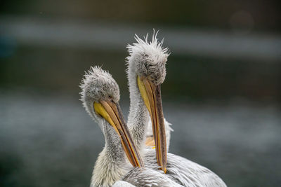 Close-up of a bird