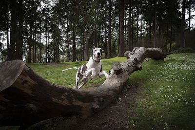 Floppy eared great dane dog leaping over a large fallen tree in outdoor forest park.