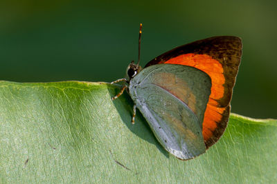 Close-up of butterfly on leaf