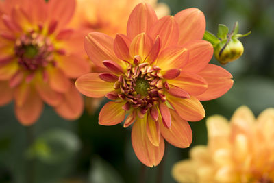 Close-up of orange flowering plant