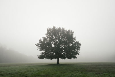 Tree on field against sky during foggy weather