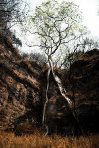 Bare tree in forest