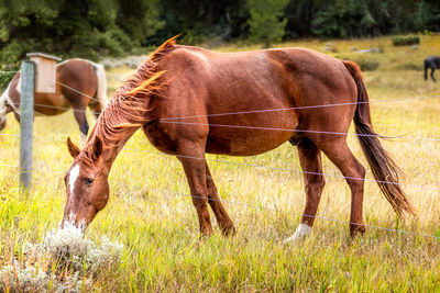 Horses in a field