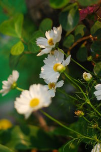 Close-up of white flowering plant