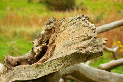 Close-up of tree trunk