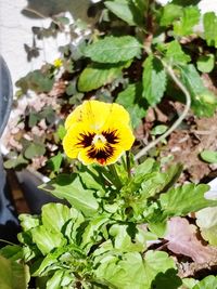 Close-up of yellow flowering plant