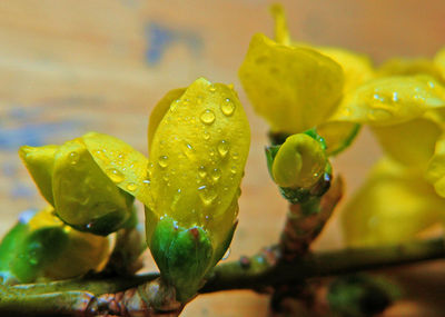 Close-up of water drops on buds