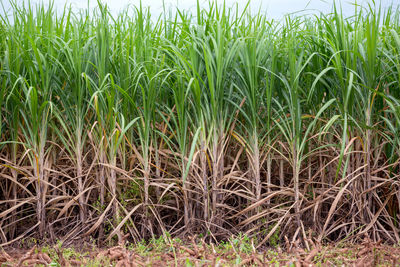 Crops growing on field