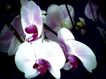 Close-up of pink flowers blooming outdoors