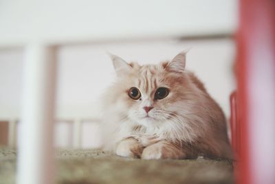 Portrait of turkish angora cat relaxing on bed at home