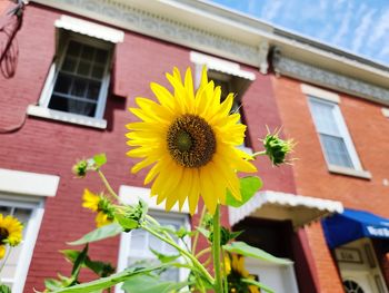 Yellow flowers on window of building