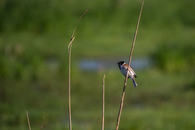 Bird perching on a plant