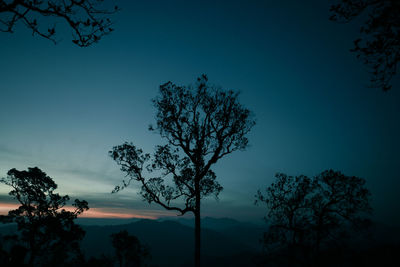 Low angle view of silhouette trees against sky at night