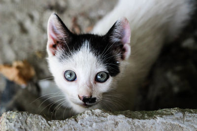 Close-up portrait of a cat