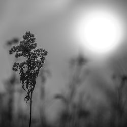 Close-up of flowering plant against sky